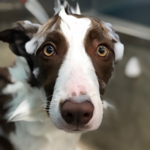 O banho do seu cão é um momento de relaxamento e de cuidados. Entre todos os mimos, há lugar a uma escovagem profunda que ajuda a eliminar pêlo danificado e as impurezas que se acumulam na pelagem.